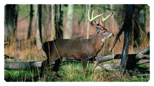 DSC700 302 White Tail Crusing